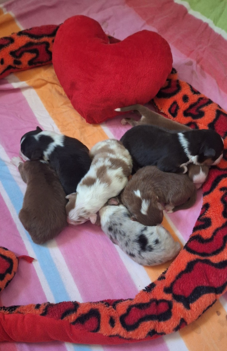 Les bébés de la douce Shanel ont montrés leur bout de nez..