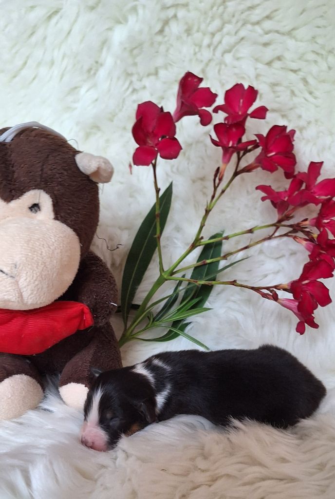 Des  mazellières - Chiots disponibles - Berger Australien