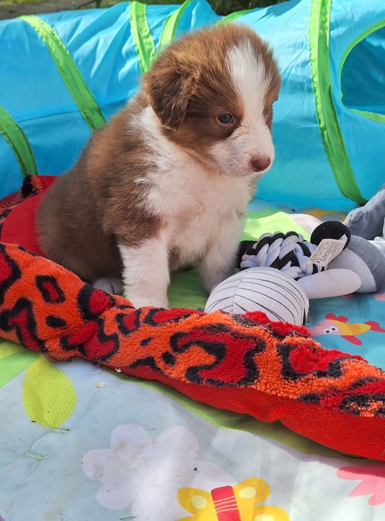 Des  mazellières - Chiots disponibles - Berger Australien