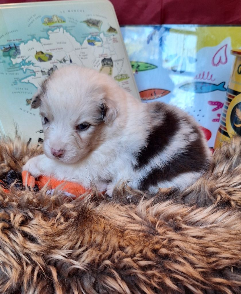 Des  mazellières - Chiots disponibles - Berger Australien