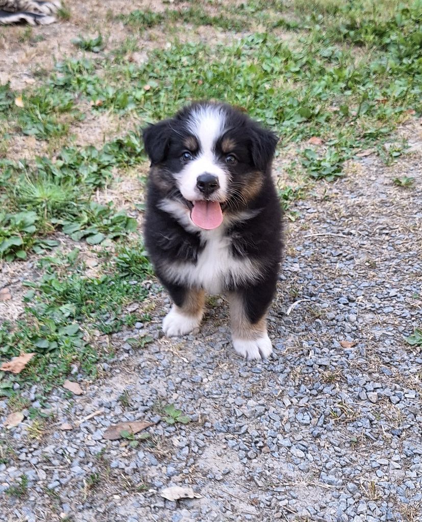 Des  mazellières - Chiots disponibles - Berger Australien
