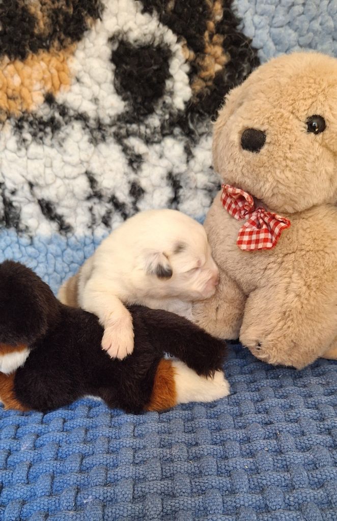 Des  mazellières - Chiots disponibles - Berger Australien