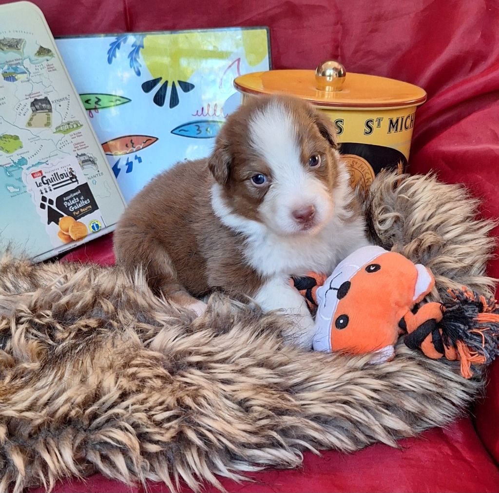 Des  mazellières - Chiots disponibles - Berger Australien