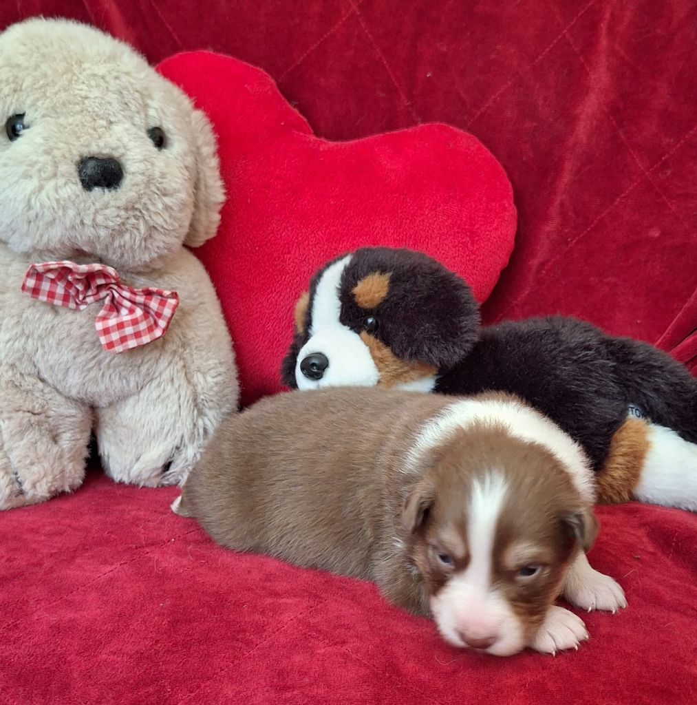 Des  mazellières - Chiots disponibles - Berger Australien