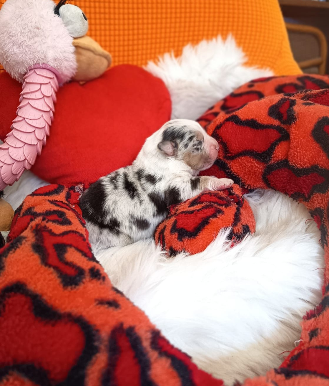 Des mazellières - Chiots disponibles - Berger Australien