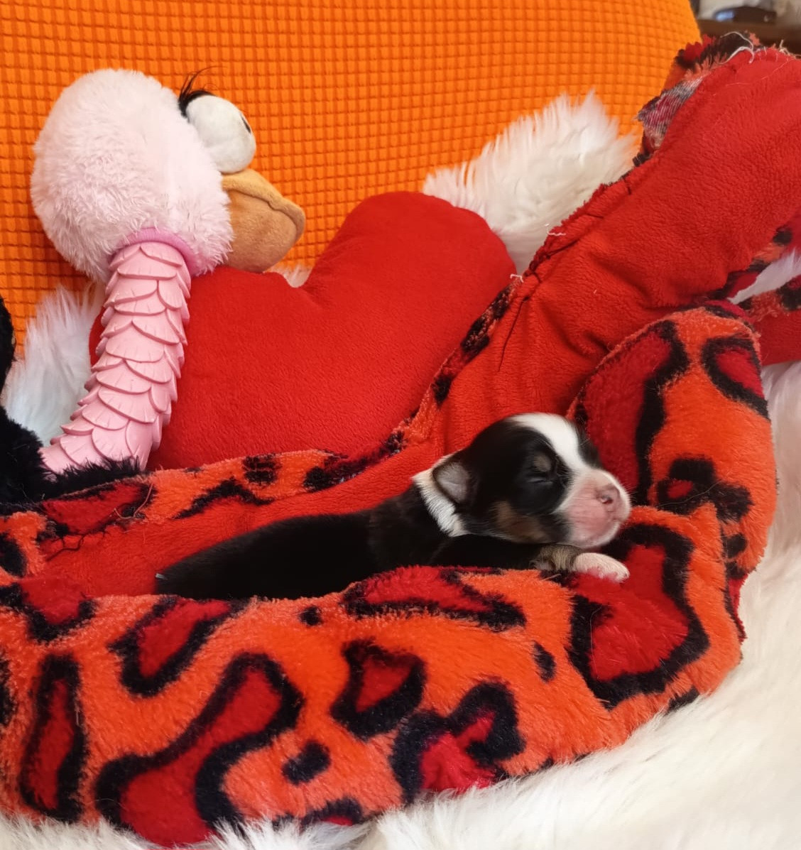 Des mazellières - Chiots disponibles - Berger Australien