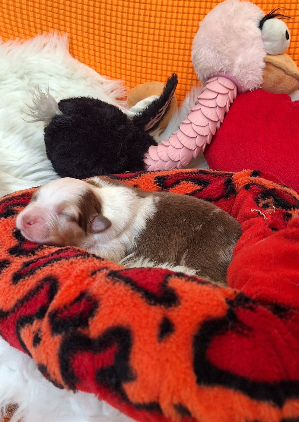 Des mazellières - Chiots disponibles - Berger Australien