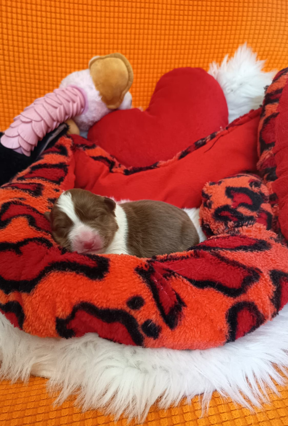 Des mazellières - Chiots disponibles - Berger Australien