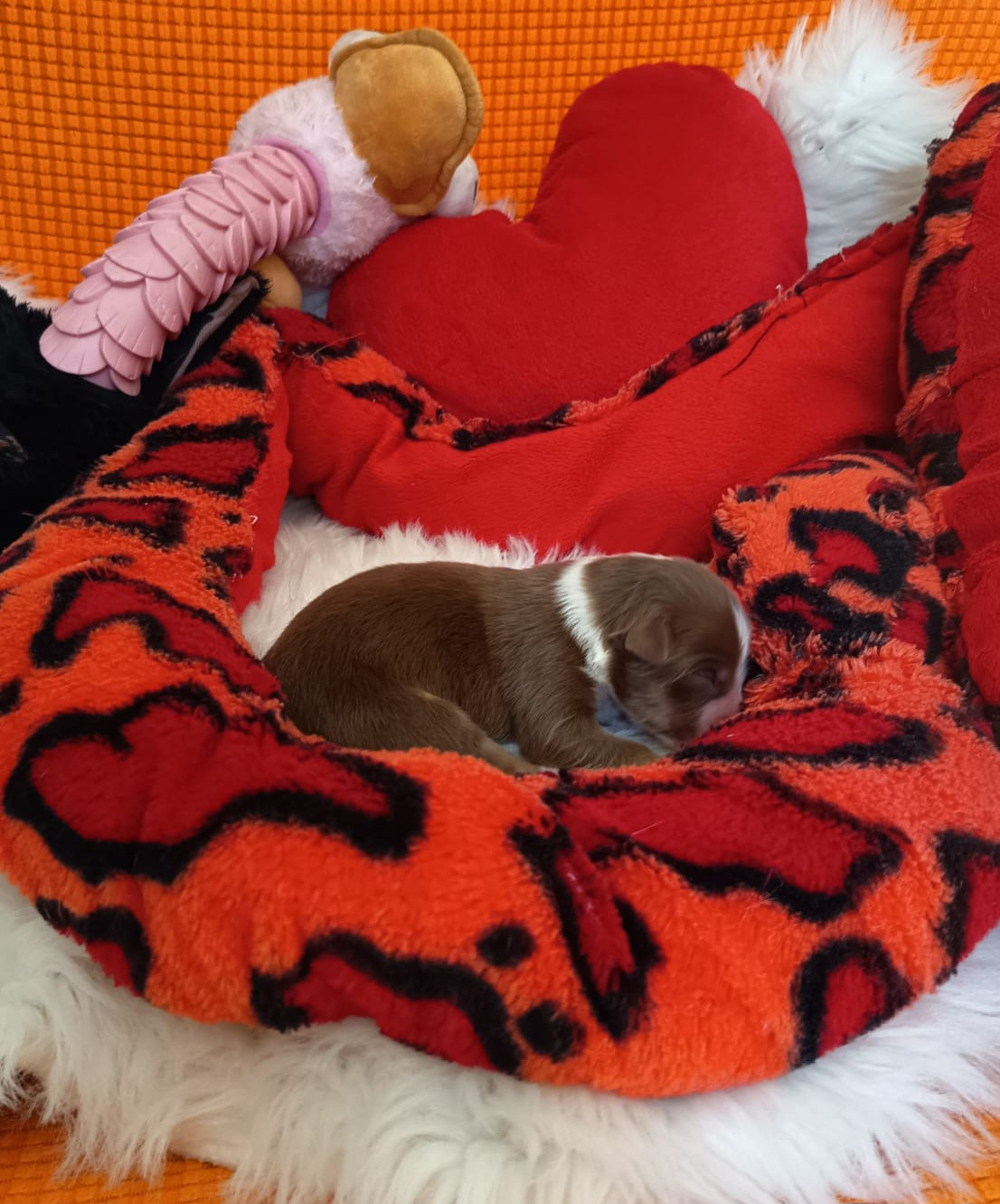 Des mazellières - Chiots disponibles - Berger Australien