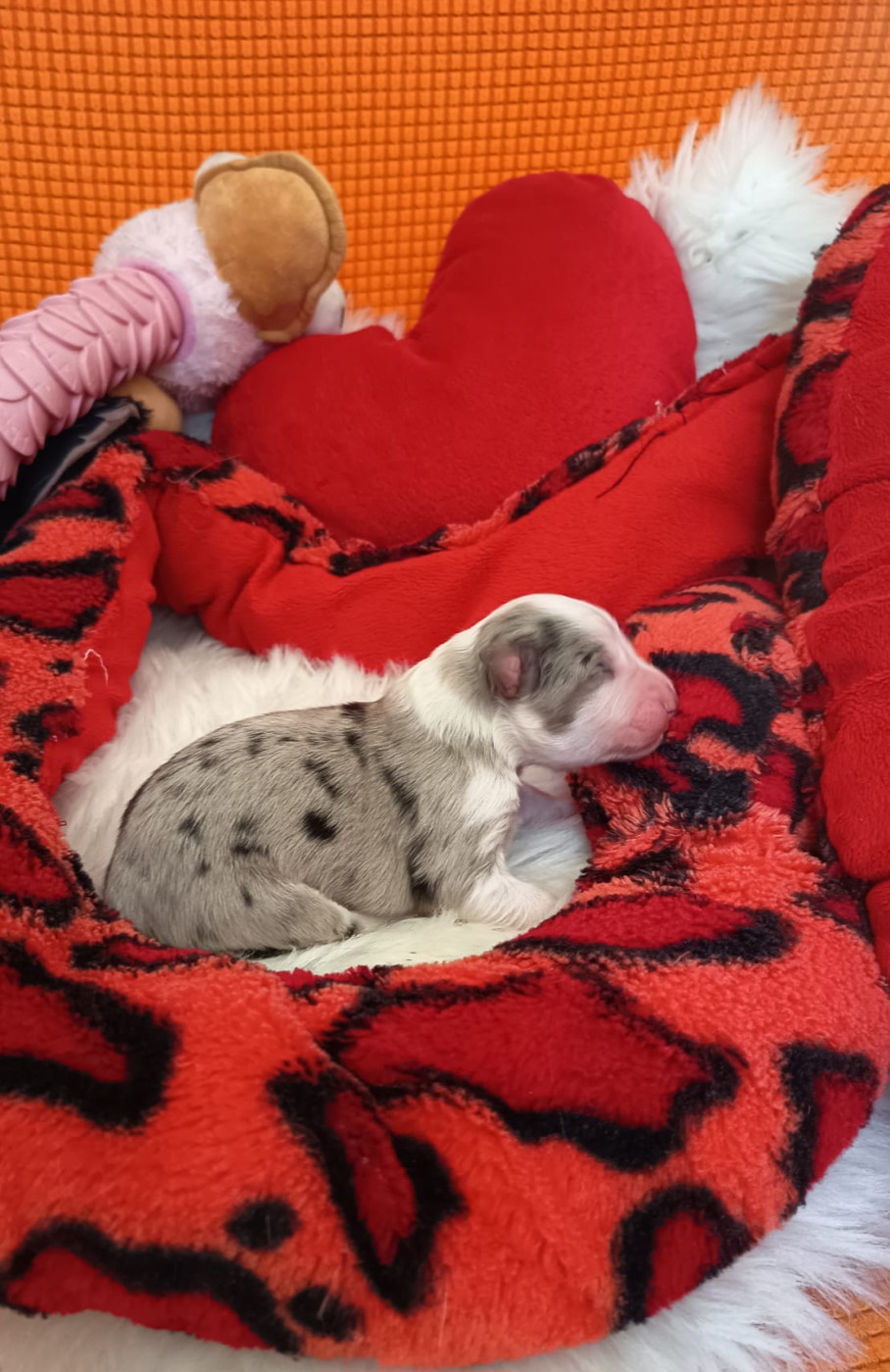 Des mazellières - Chiots disponibles - Berger Australien