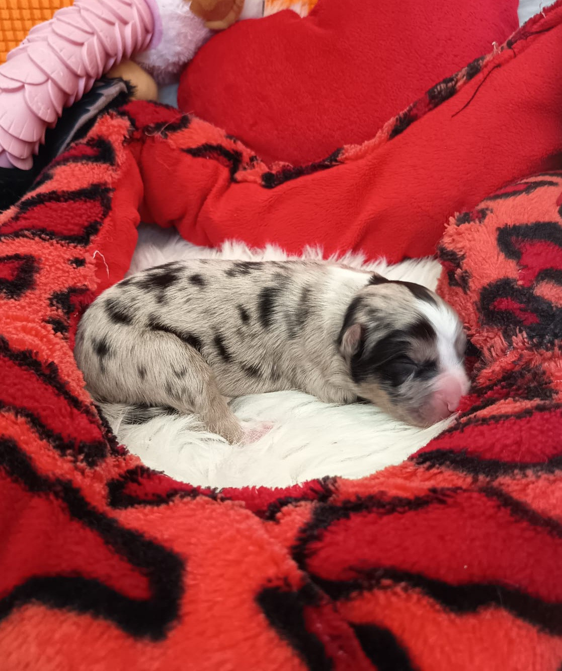 Des mazellières - Chiots disponibles - Berger Australien