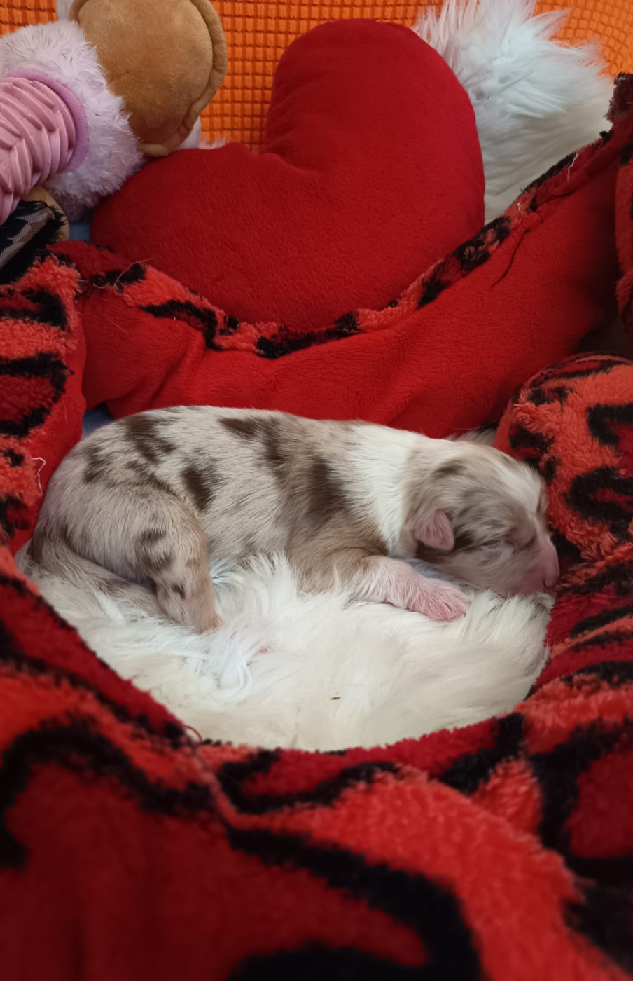 Des mazellières - Chiots disponibles - Berger Australien