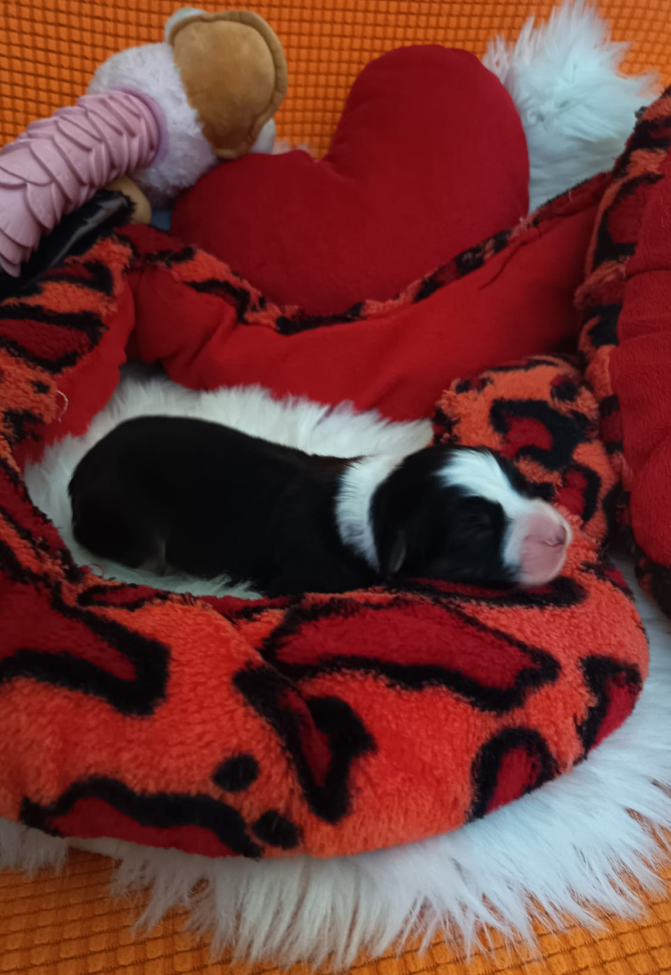 Des mazellières - Chiots disponibles - Berger Australien