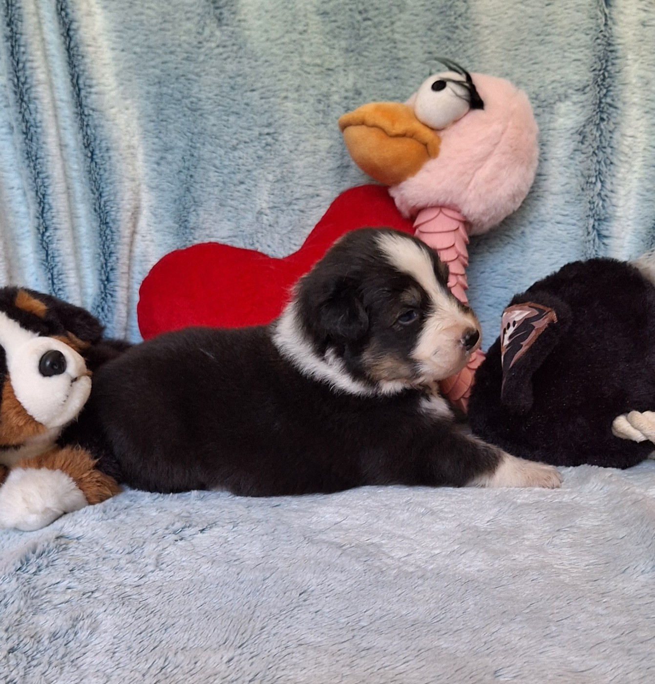 Des mazellières - Chiots disponibles - Berger Australien
