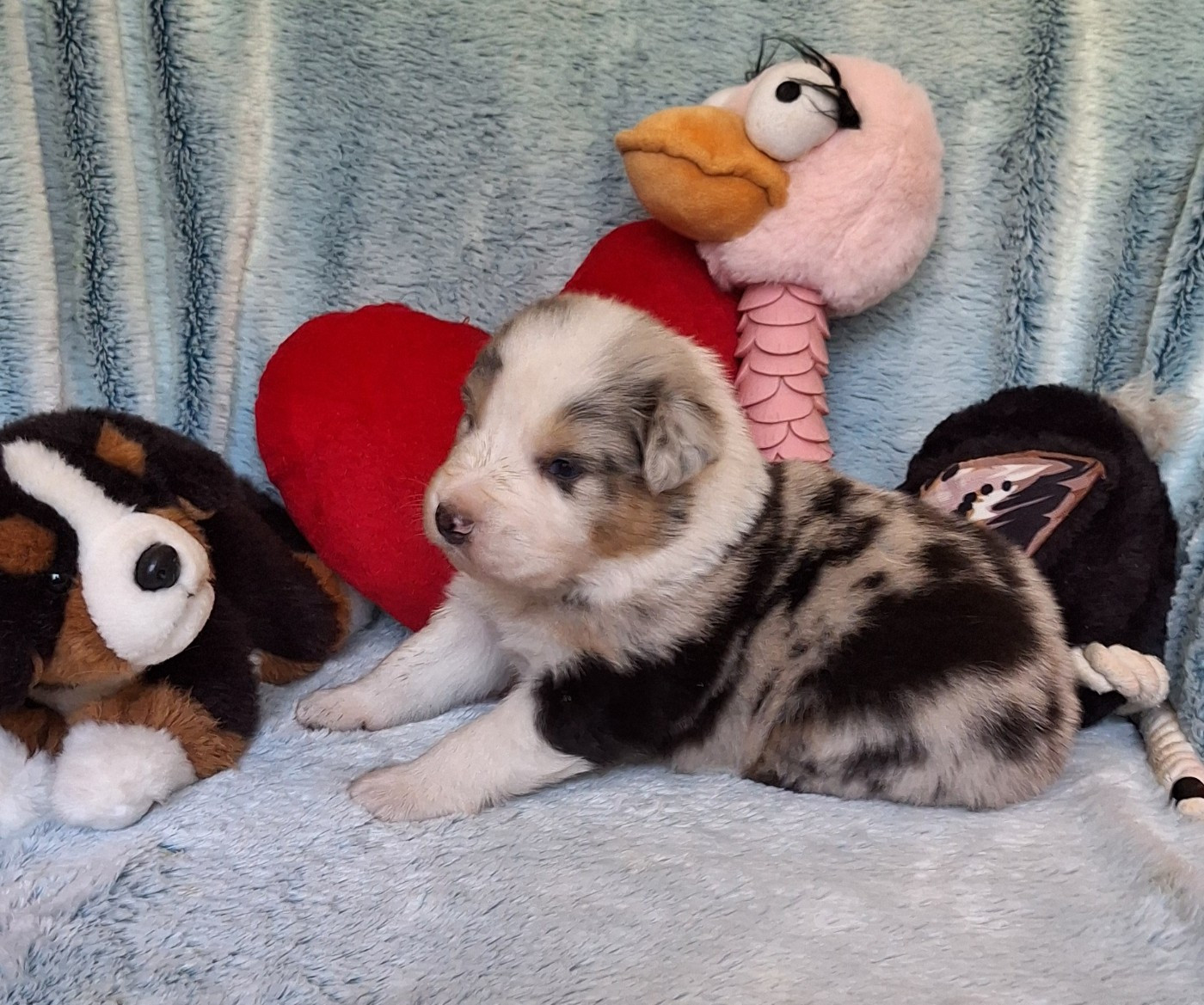 Des mazellières - Chiots disponibles - Berger Australien