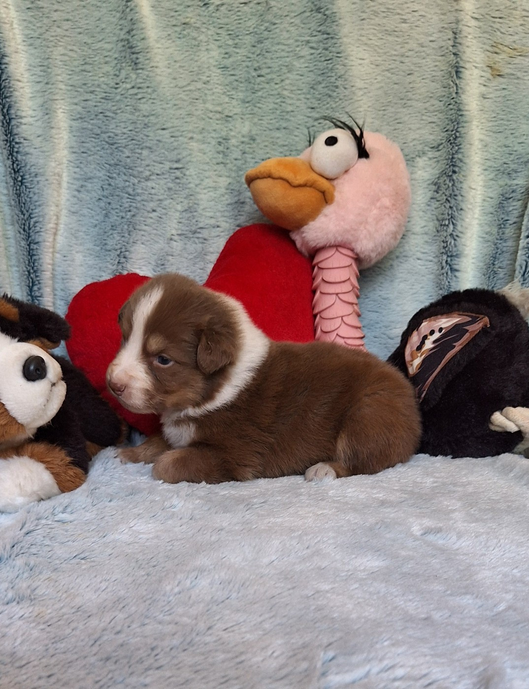 Des mazellières - Chiots disponibles - Berger Australien