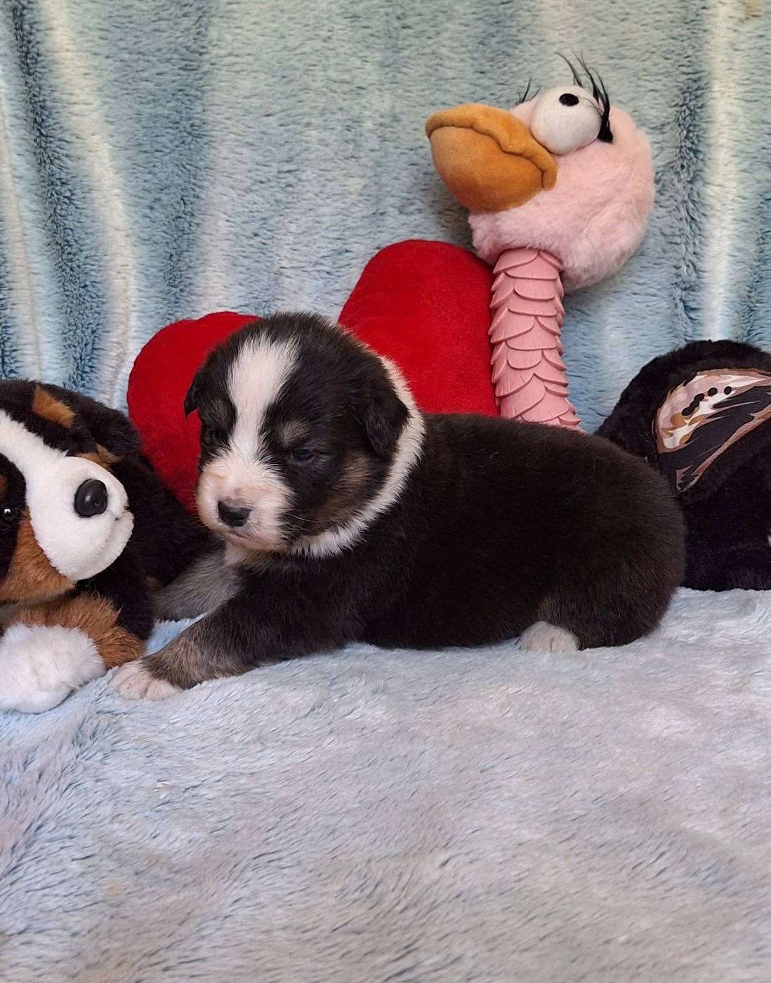 Des mazellières - Chiots disponibles - Berger Australien
