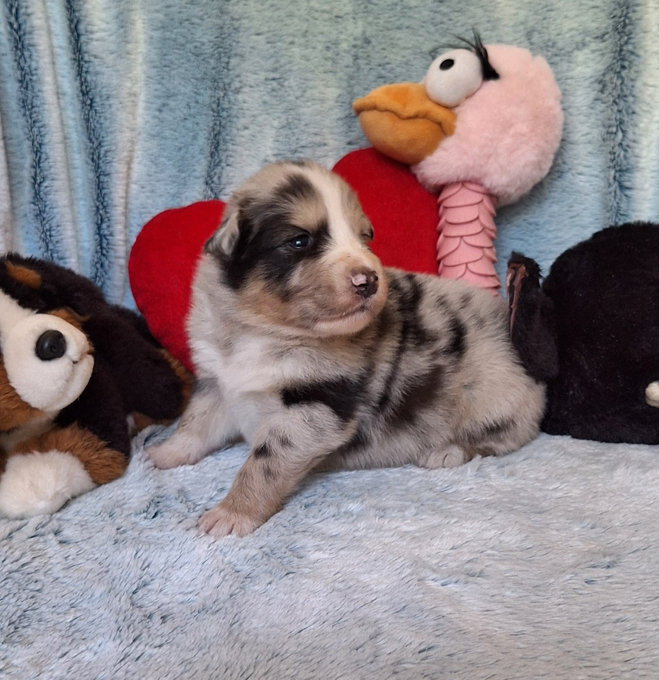 Des mazellières - Chiots disponibles - Berger Australien
