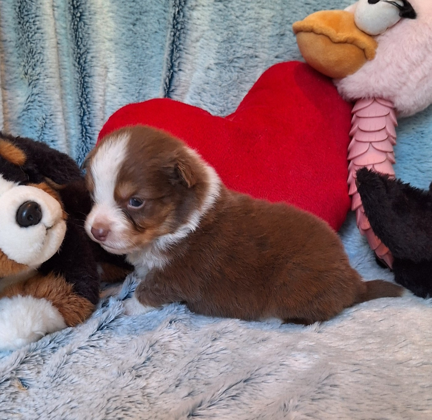 Des mazellières - Chiots disponibles - Berger Australien