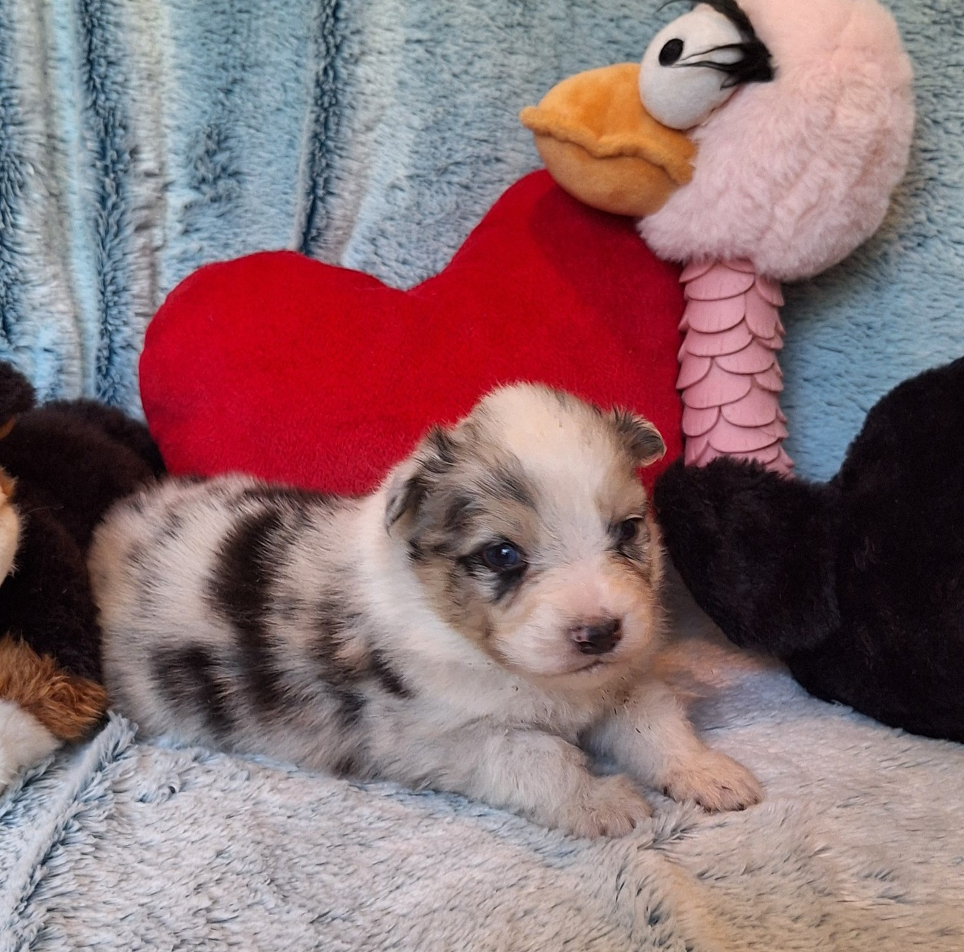 Des mazellières - Chiots disponibles - Berger Australien