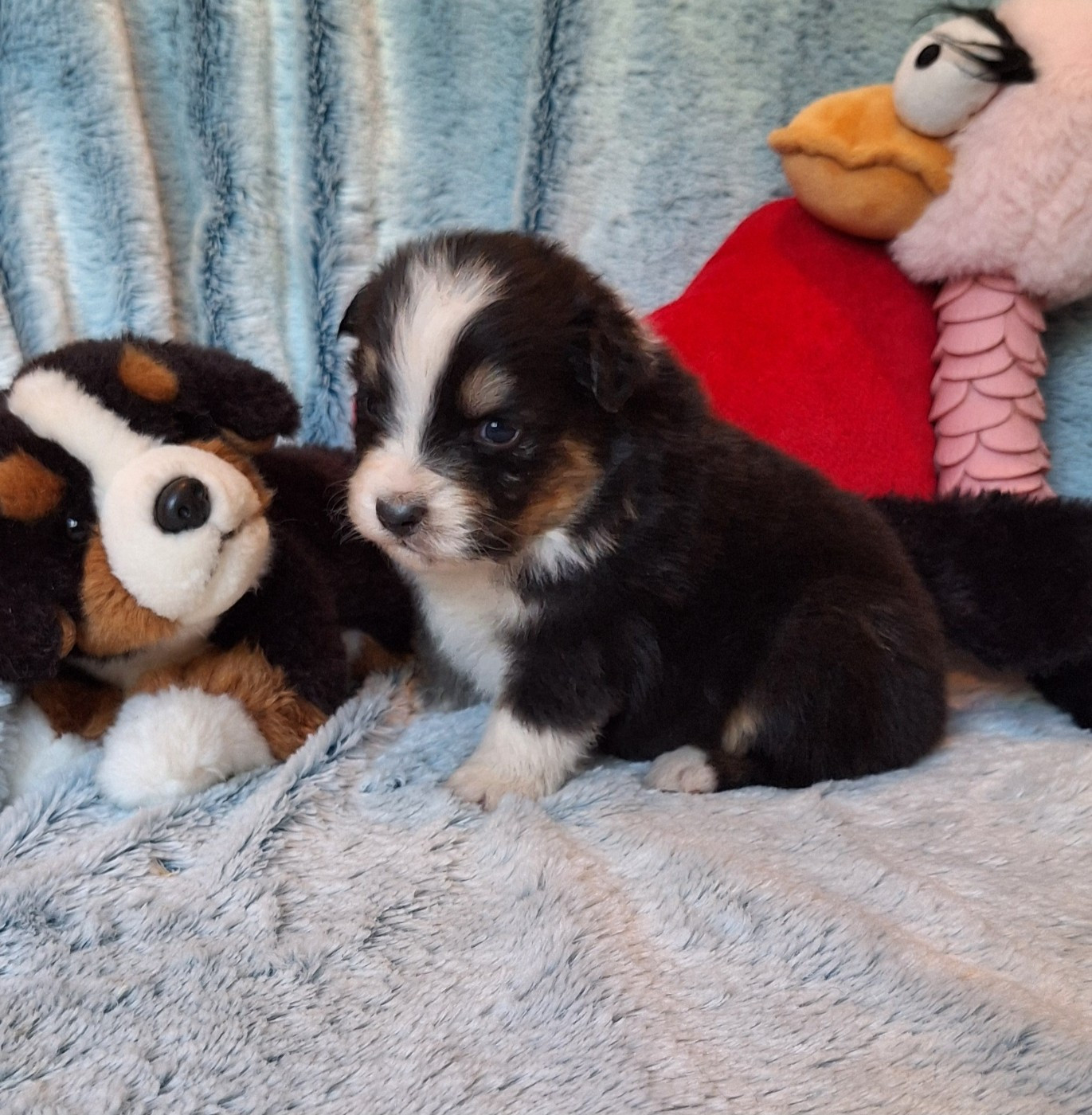 Des mazellières - Chiots disponibles - Berger Australien