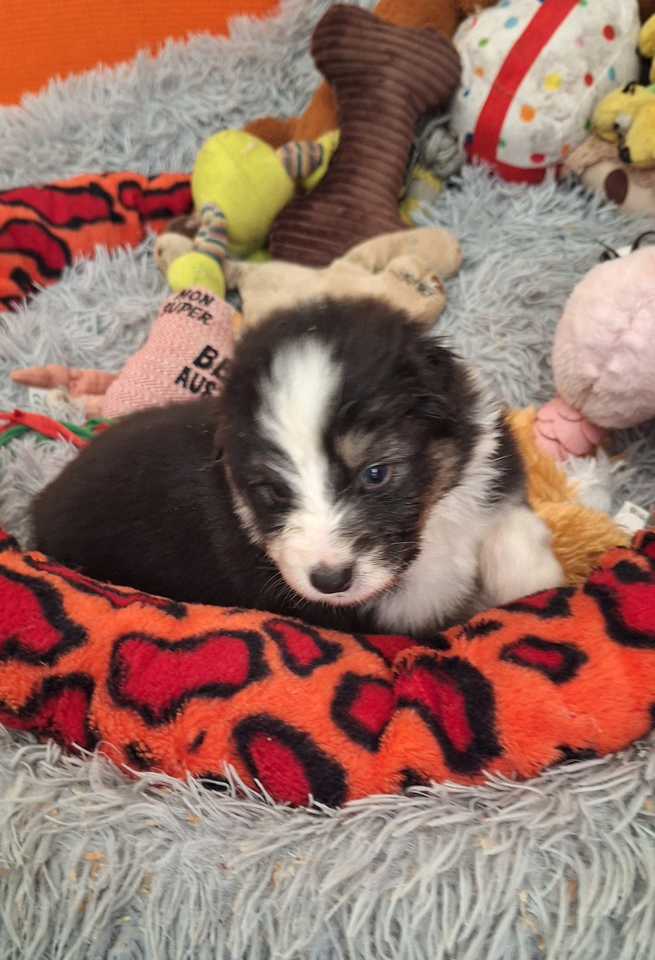 Des mazellières - Chiots disponibles - Berger Australien