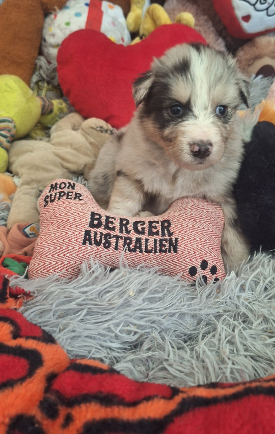 Des mazellières - Chiots disponibles - Berger Australien