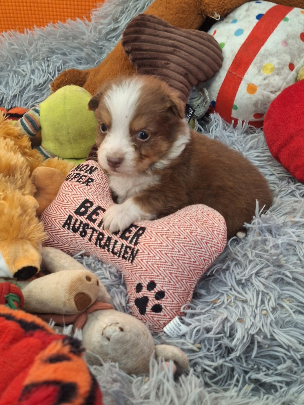 Des mazellières - Chiots disponibles - Berger Australien