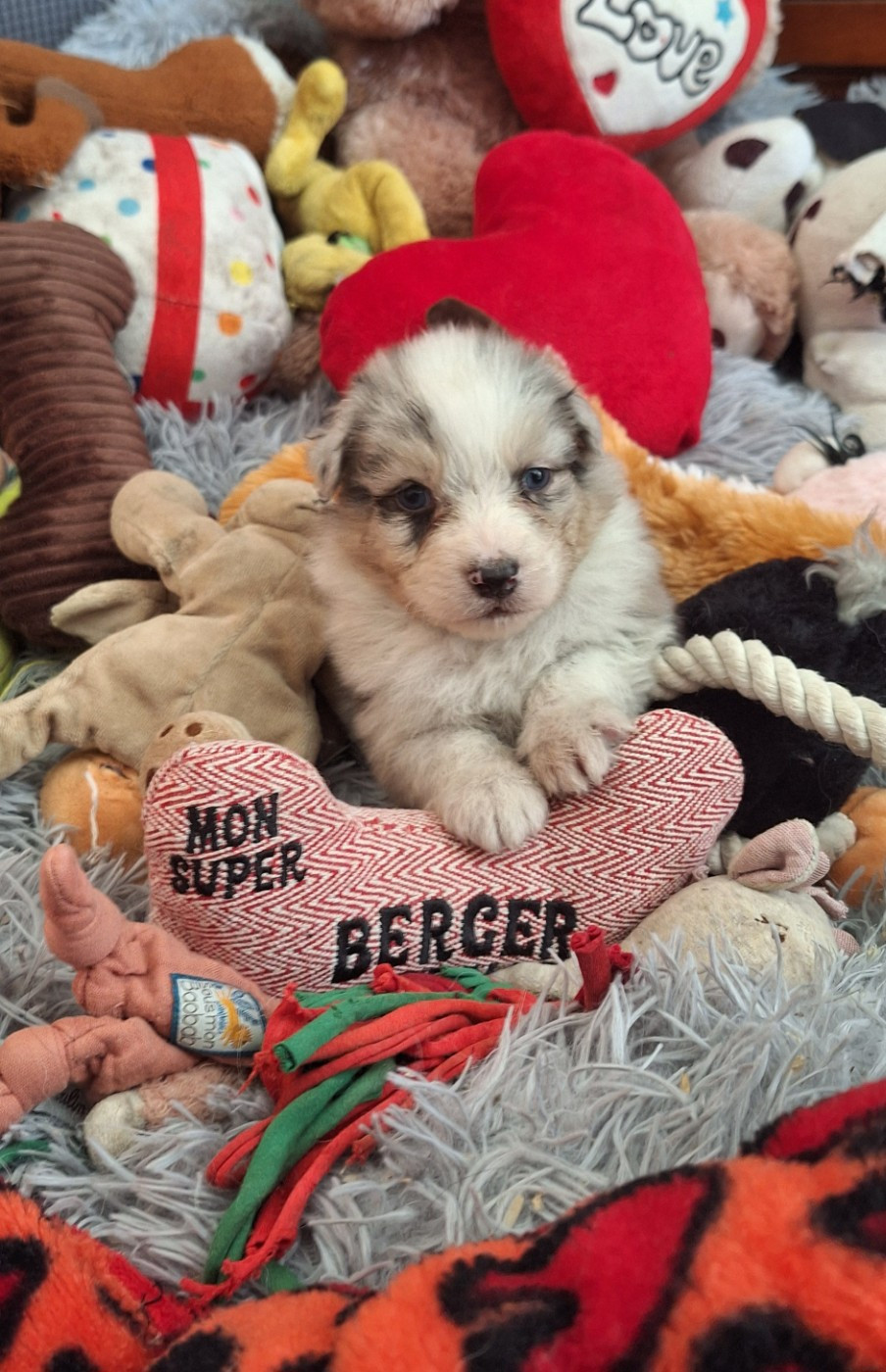 Des mazellières - Chiots disponibles - Berger Australien