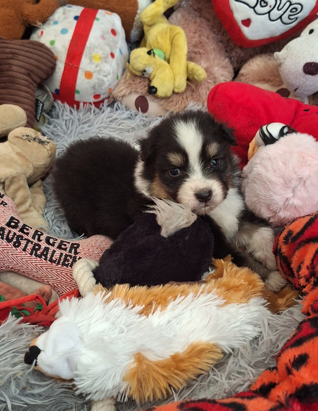 Des mazellières - Chiots disponibles - Berger Australien