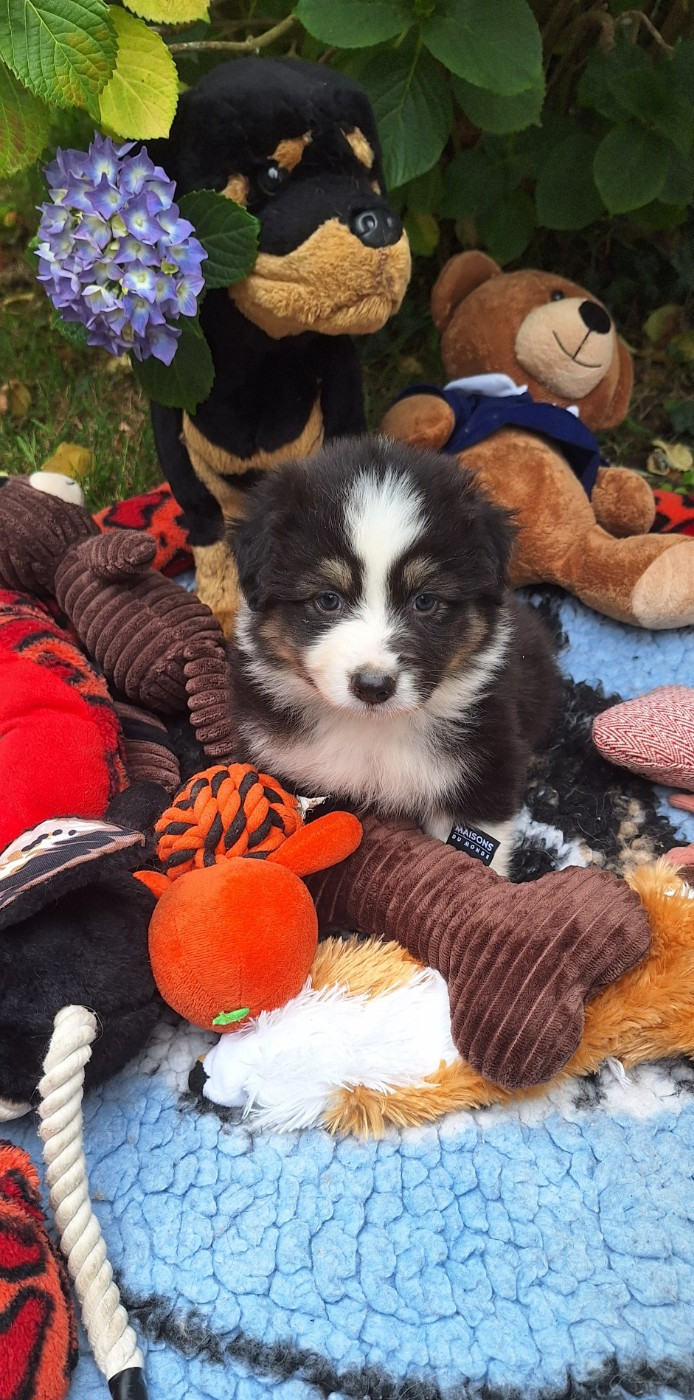 Des mazellières - Chiots disponibles - Berger Australien