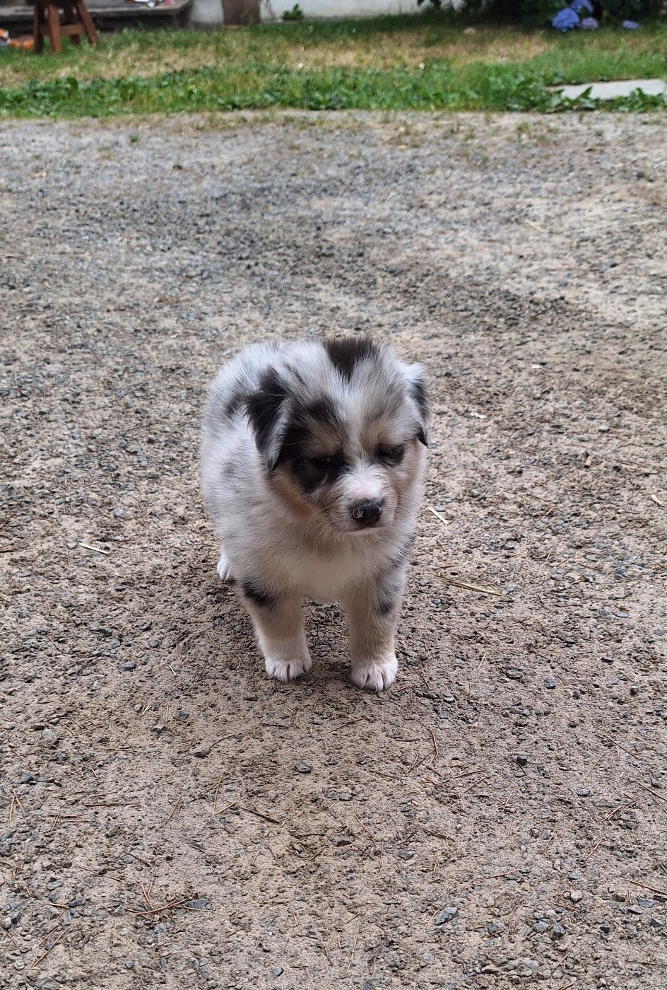 Des mazellières - Chiots disponibles - Berger Australien