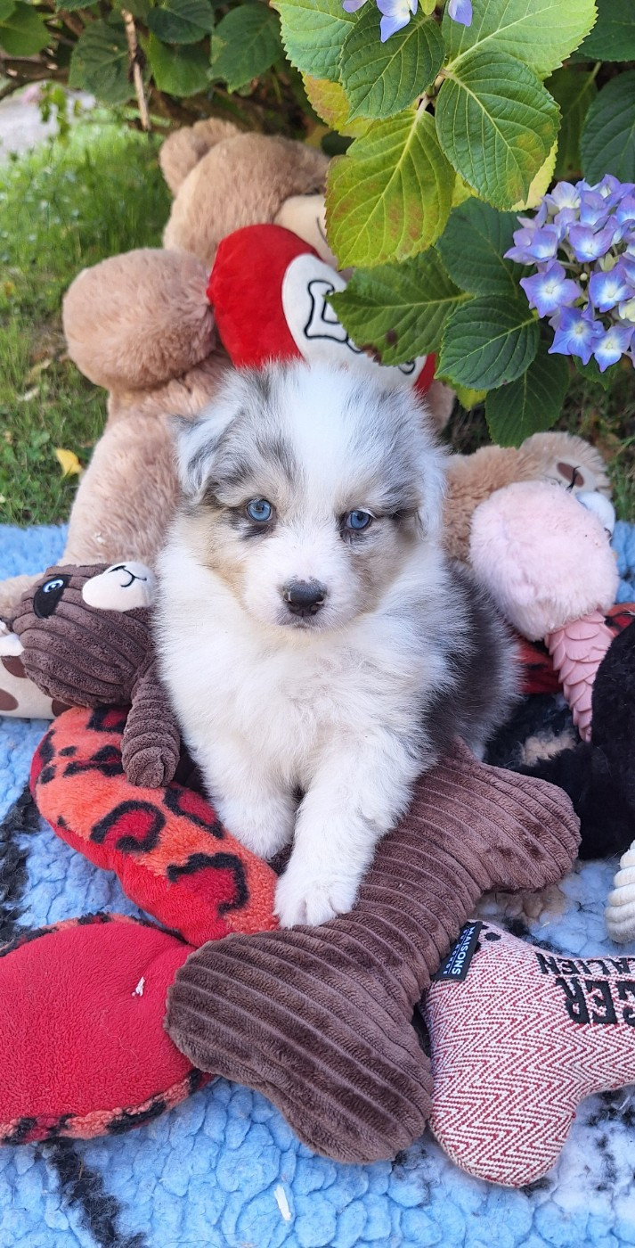 Des mazellières - Chiots disponibles - Berger Australien