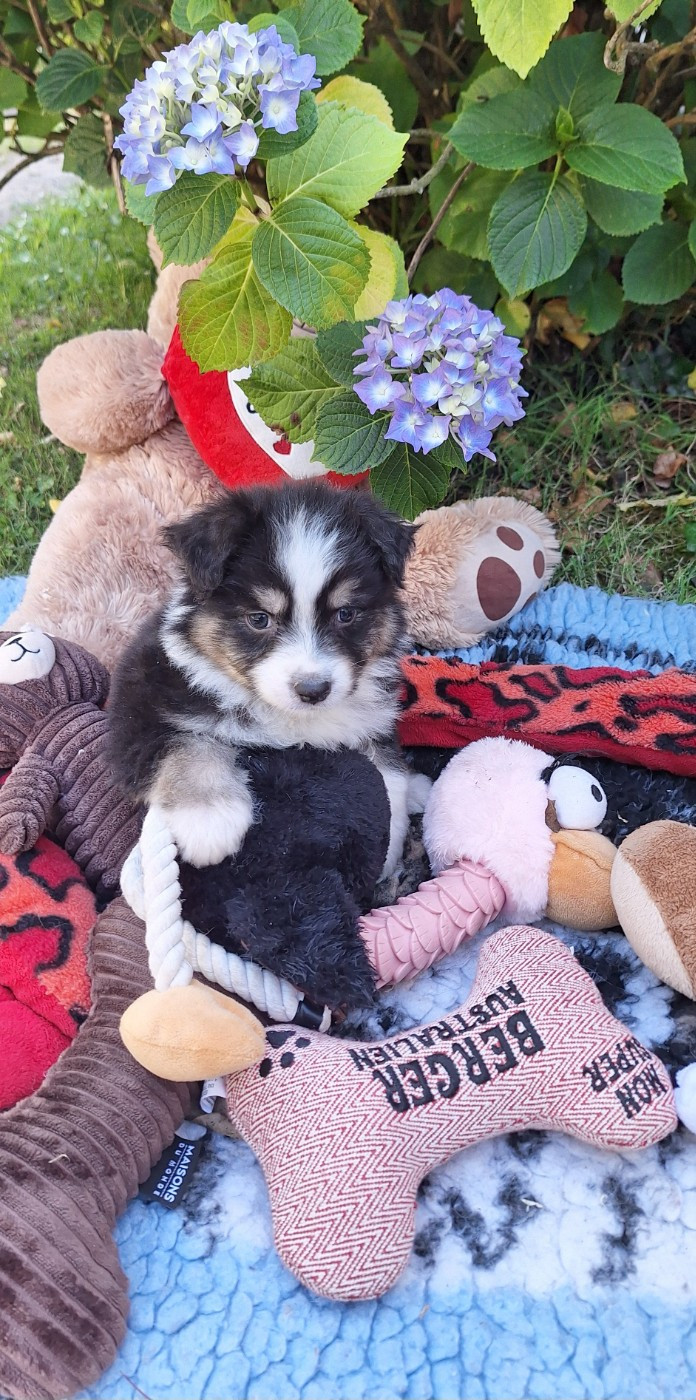 Des mazellières - Chiots disponibles - Berger Australien