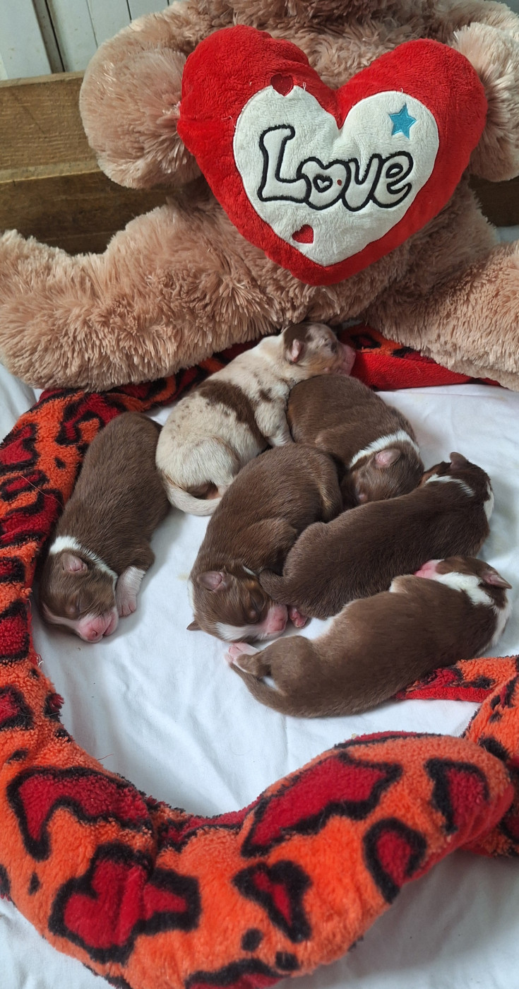 Chiot Berger Australien Des mazellières