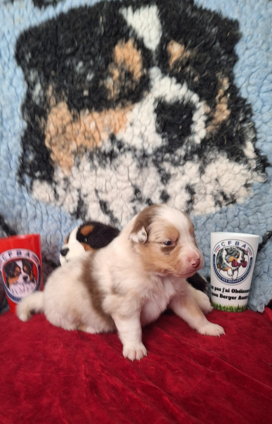 Des mazellières - Chiots disponibles - Berger Australien