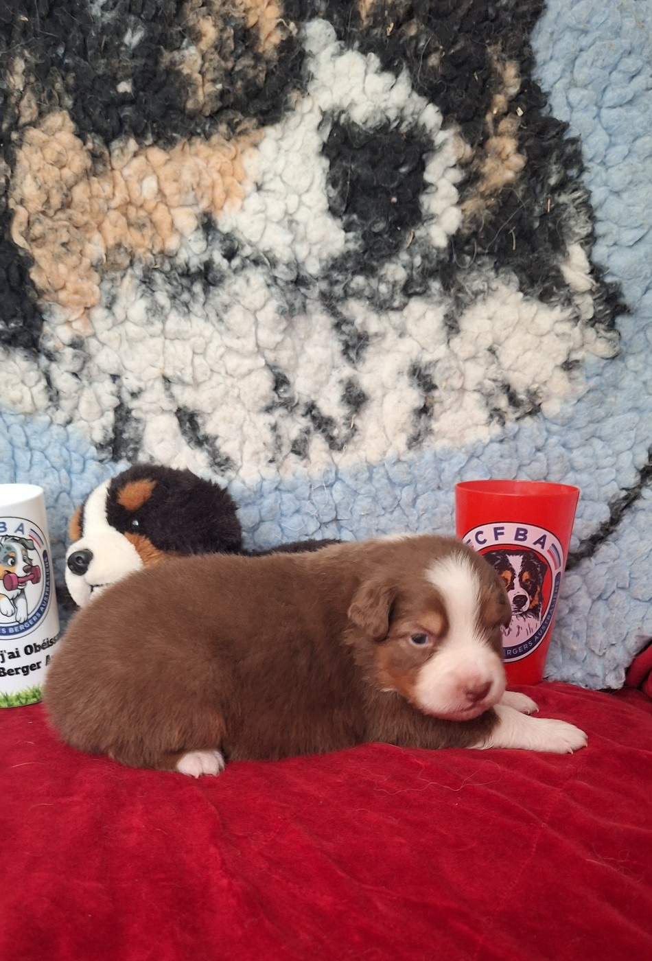Des mazellières - Chiots disponibles - Berger Australien