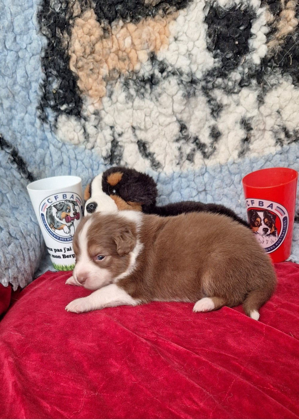Des mazellières - Chiots disponibles - Berger Australien