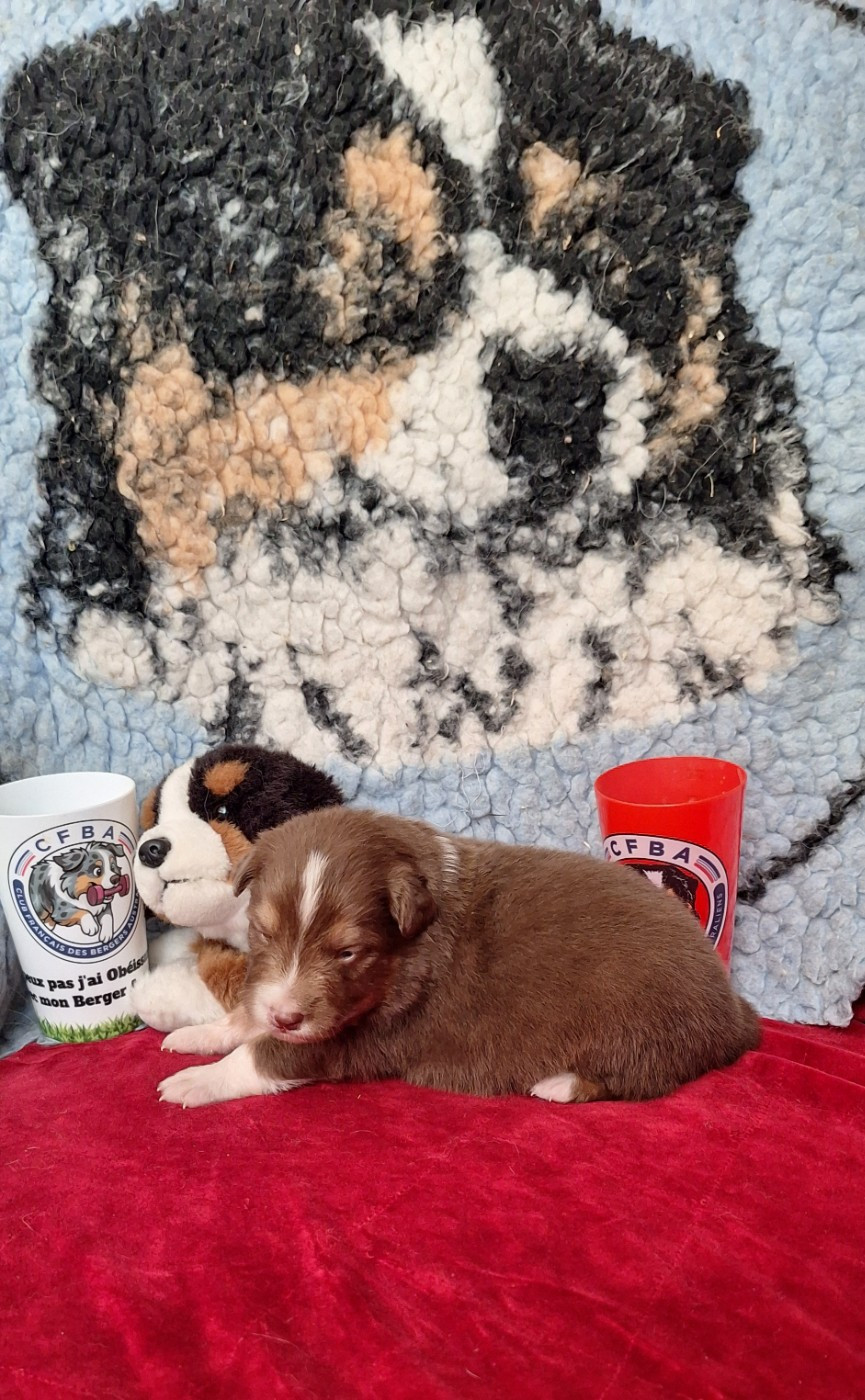 Des mazellières - Chiots disponibles - Berger Australien