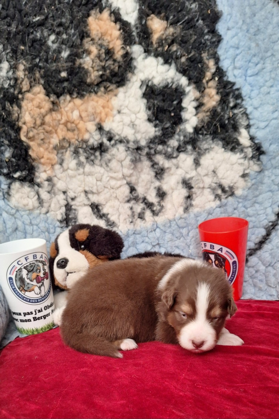 Des mazellières - Chiots disponibles - Berger Australien