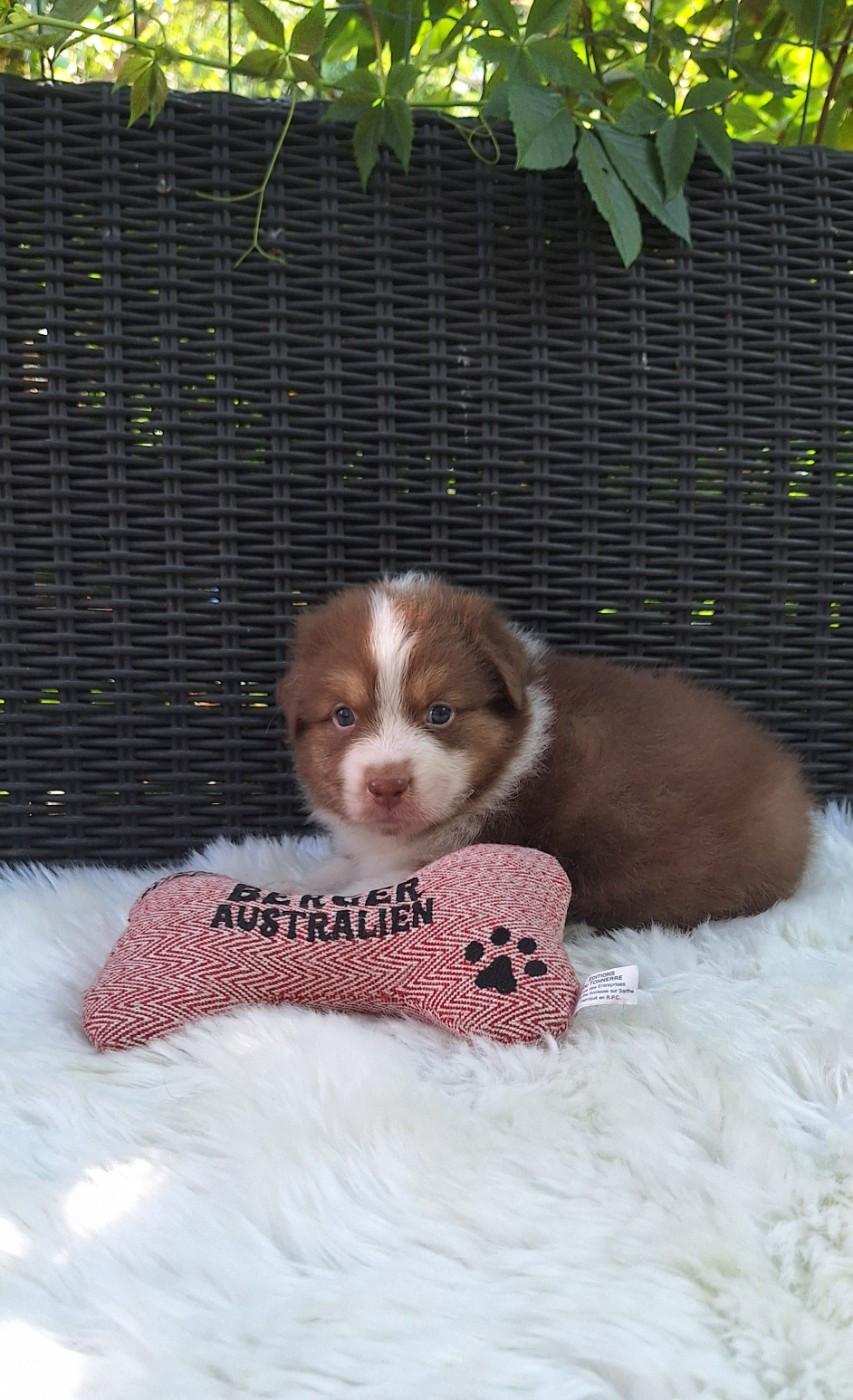 Des mazellières - Chiots disponibles - Berger Australien