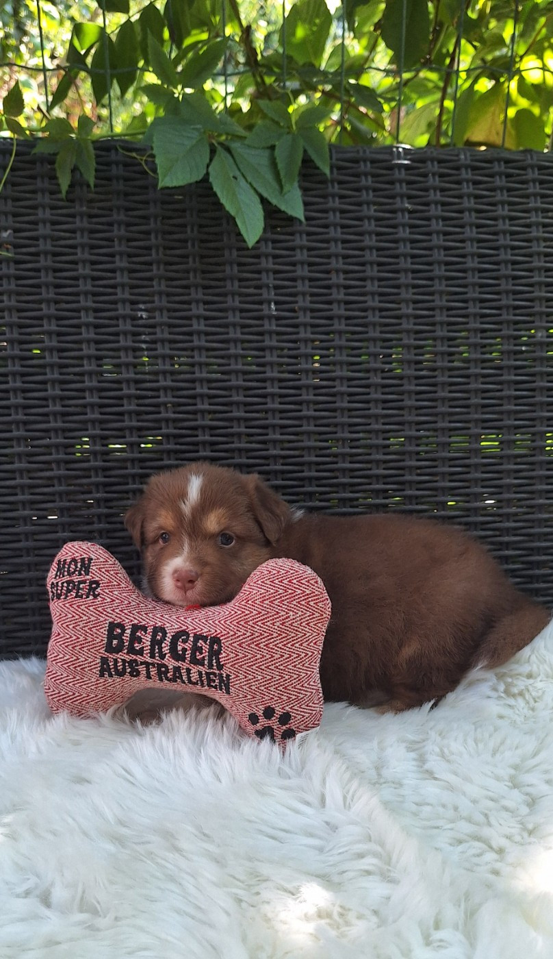 Des mazellières - Chiots disponibles - Berger Australien