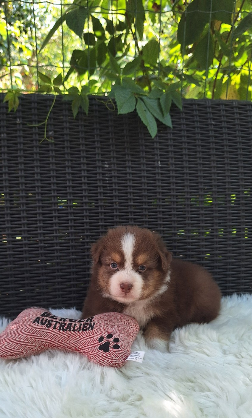 Des mazellières - Chiots disponibles - Berger Australien