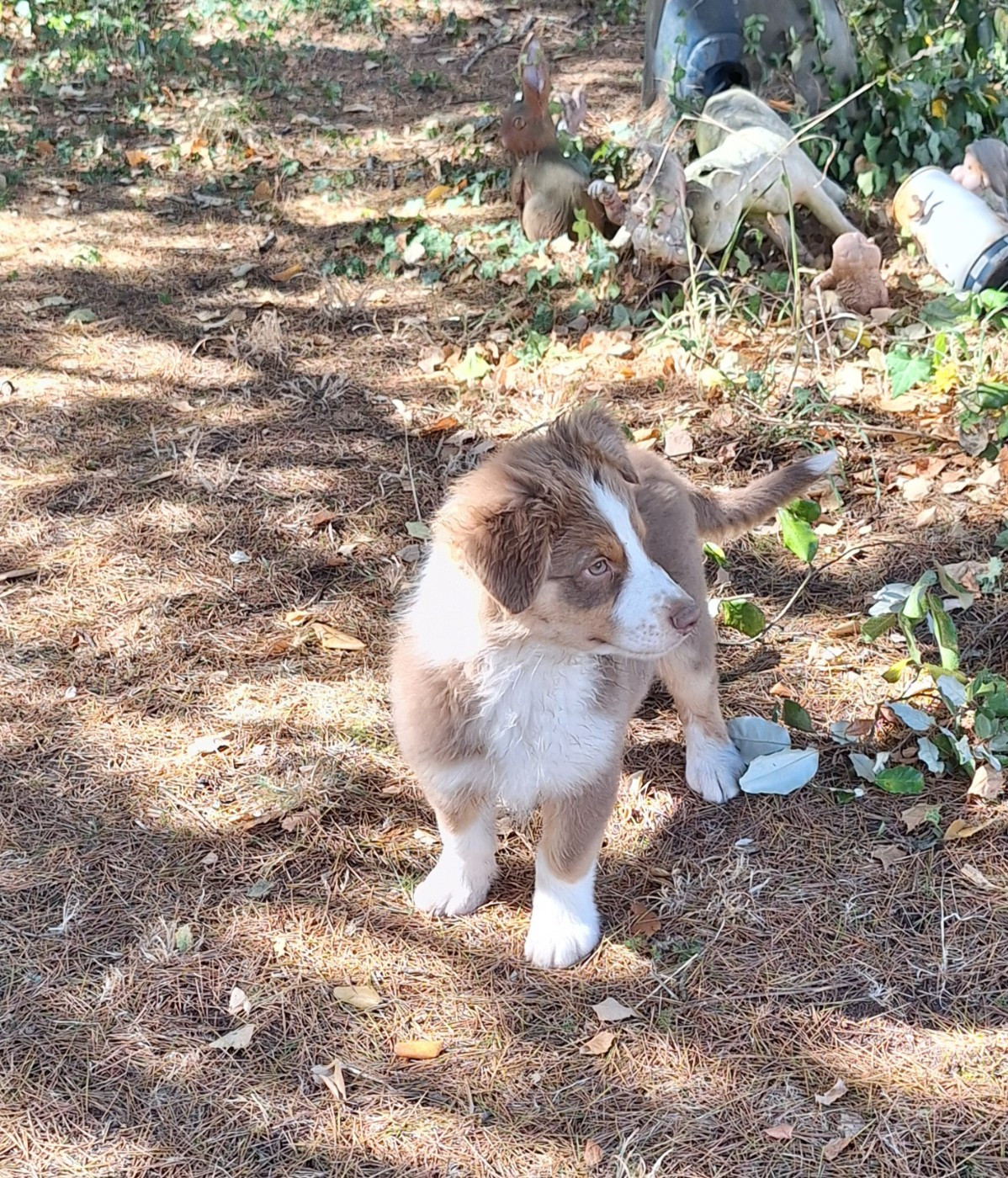 Des mazellières - Chiots disponibles - Berger Australien
