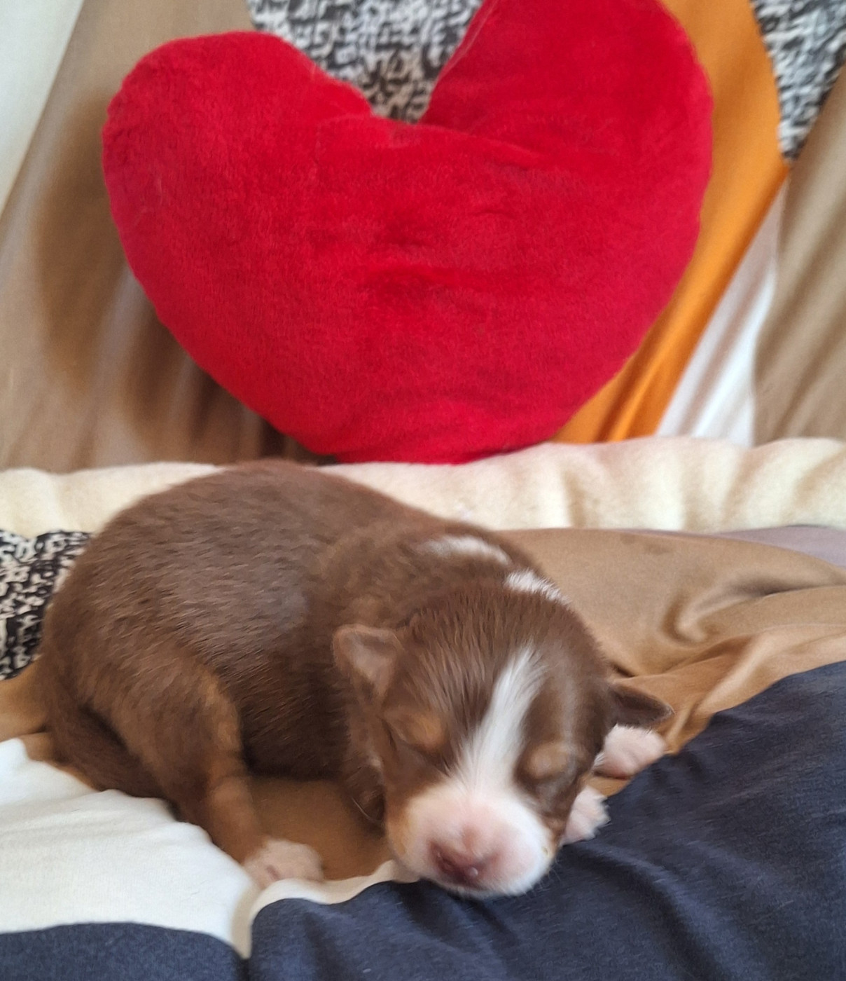 Des mazellières - Chiots disponibles - Berger Australien