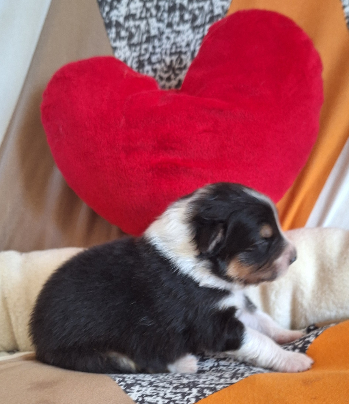 Des mazellières - Chiots disponibles - Berger Australien