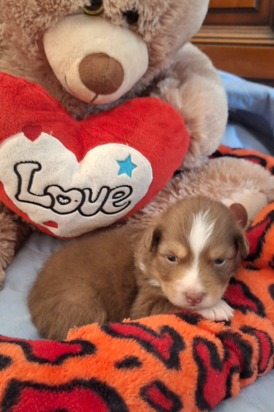 Des mazellières - Chiots disponibles - Berger Australien