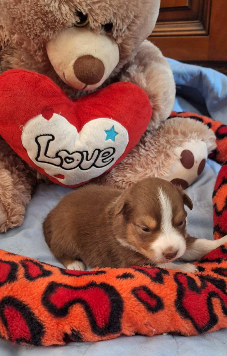 Des mazellières - Chiots disponibles - Berger Australien