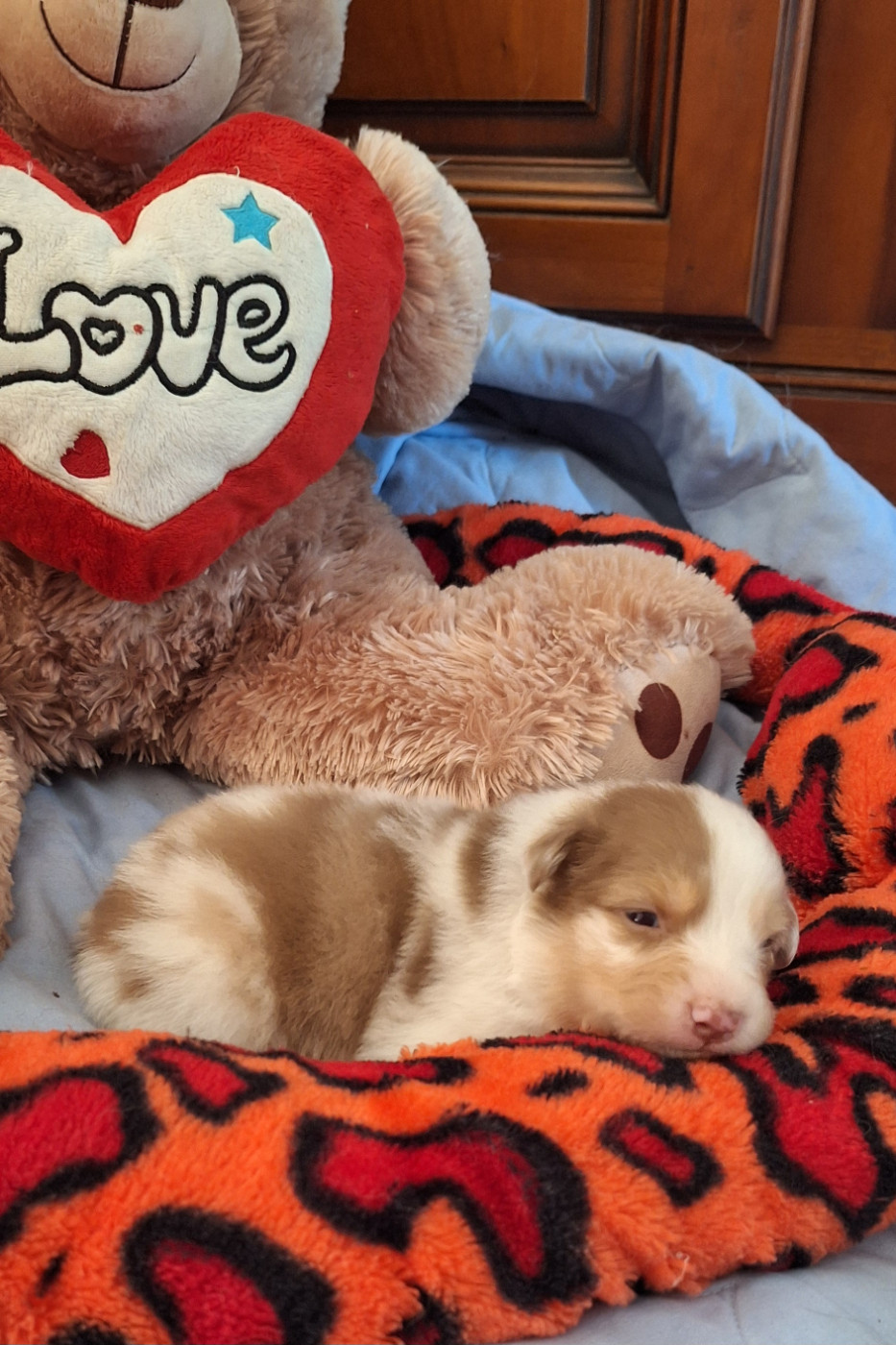 Des mazellières - Chiots disponibles - Berger Australien
