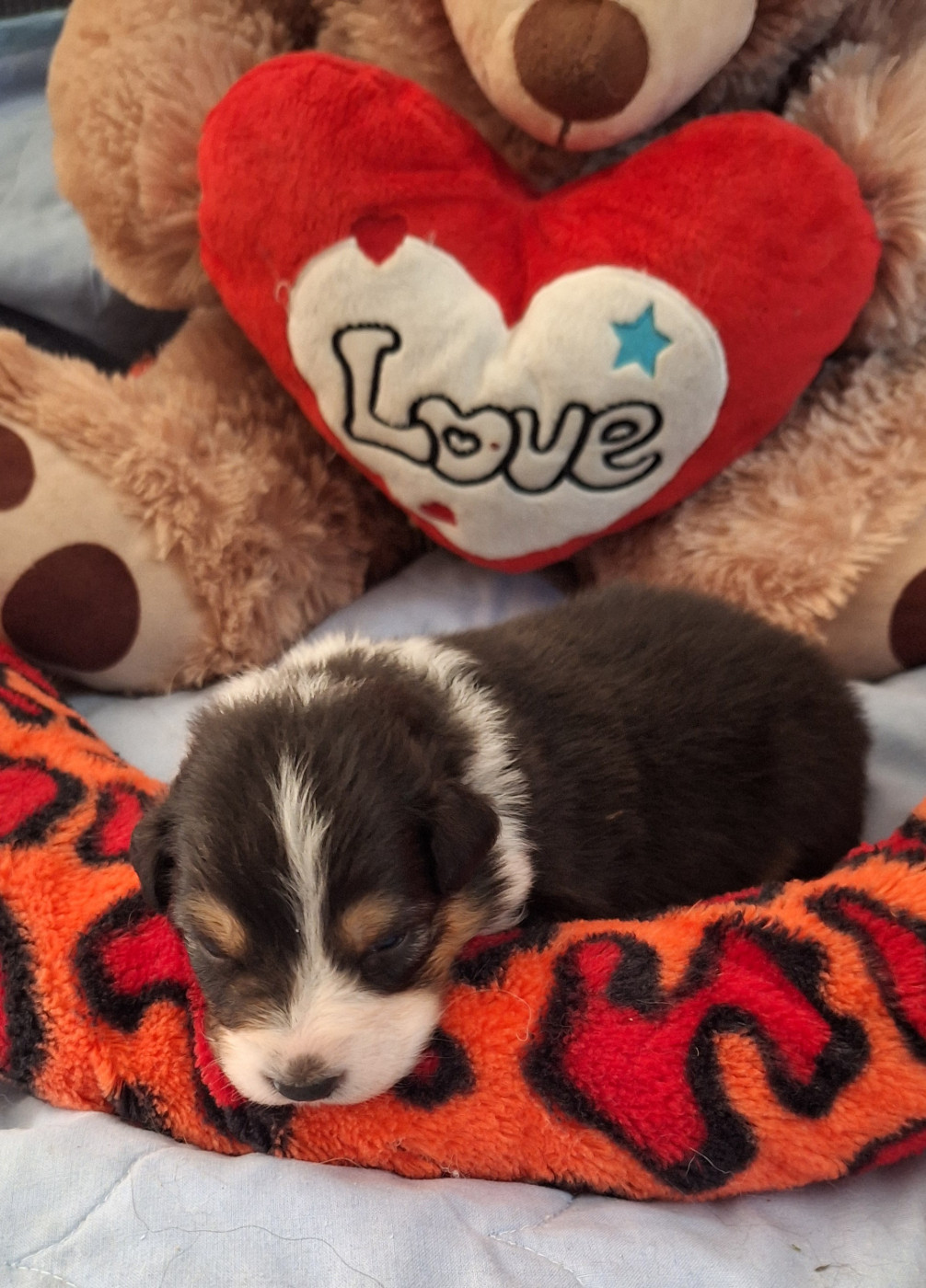 Des mazellières - Chiots disponibles - Berger Australien